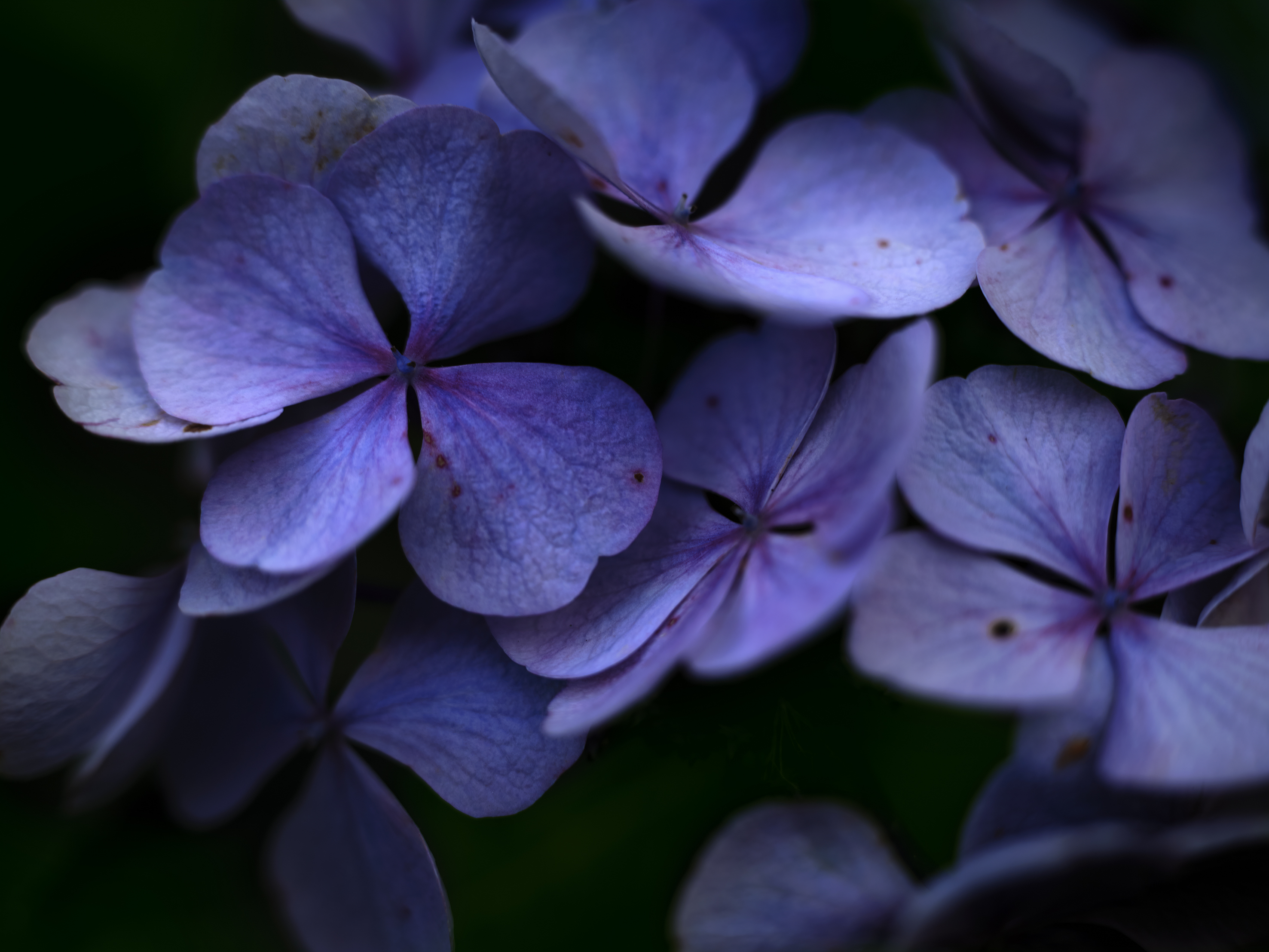 Flowers of Romance